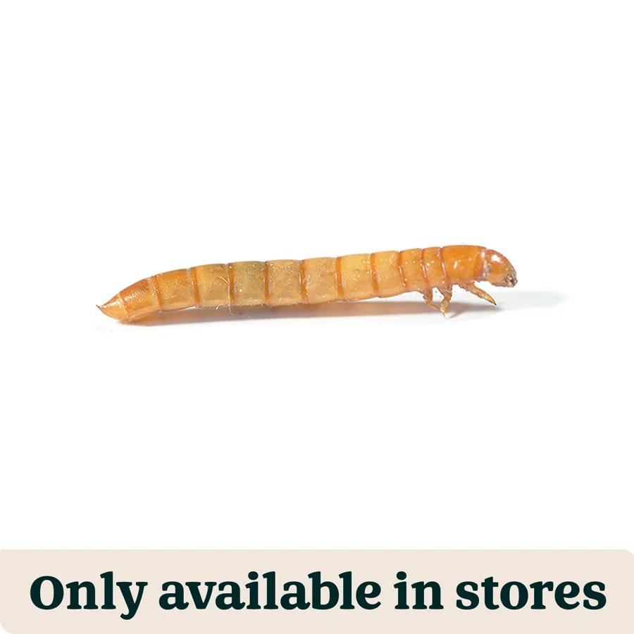 Original Pets at Home Live Reptile Mealworms Food 18-26mm 60g First-Class