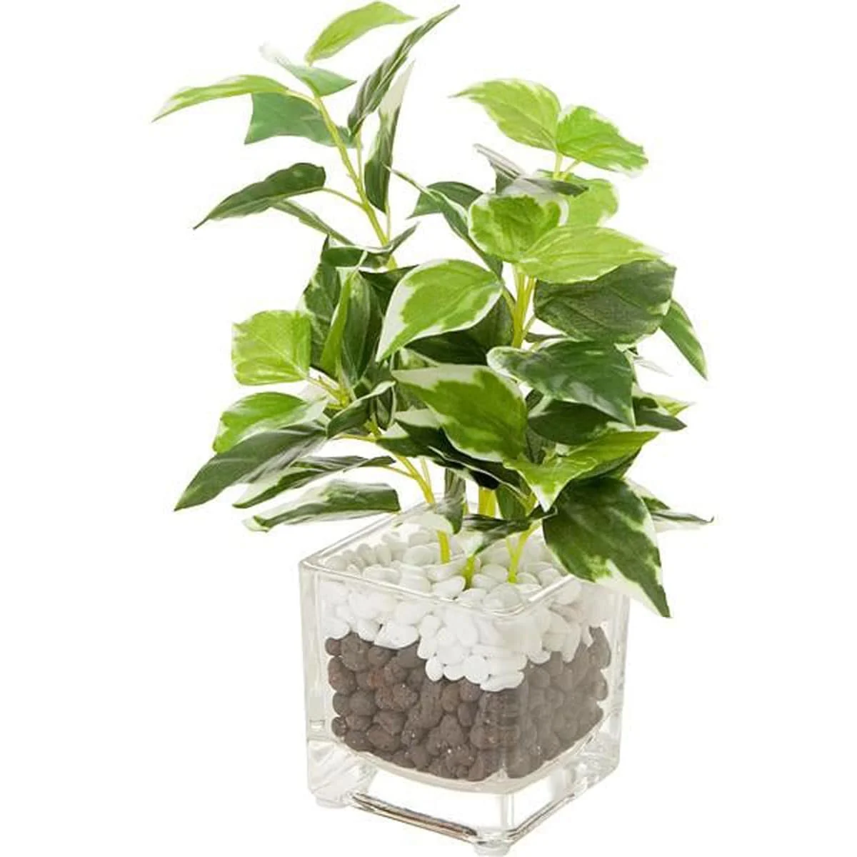 Selected 20CM PEPEROMIA SMALL GLASS POT Unique
