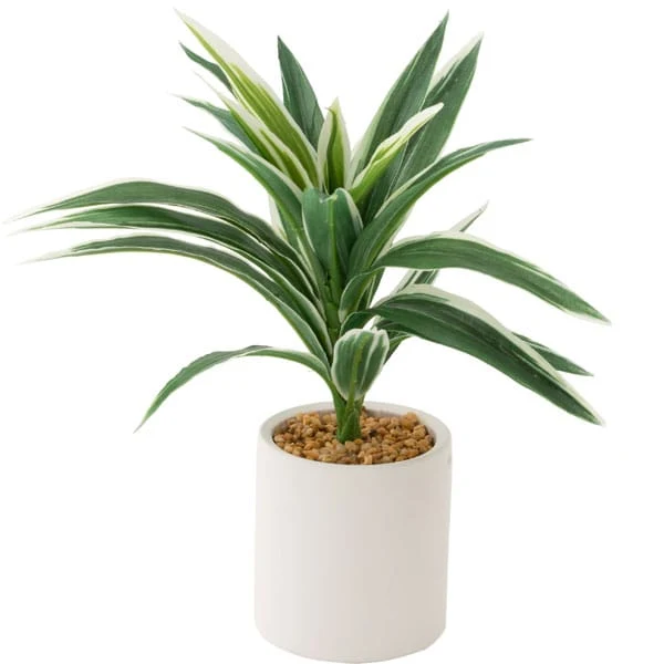 Luxury 26CM CORDYLINE W POTTERY POT Durable