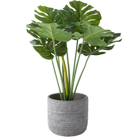 Enhanced 60CM MONSTERA IN CEMENT POT HA47139GN Professional