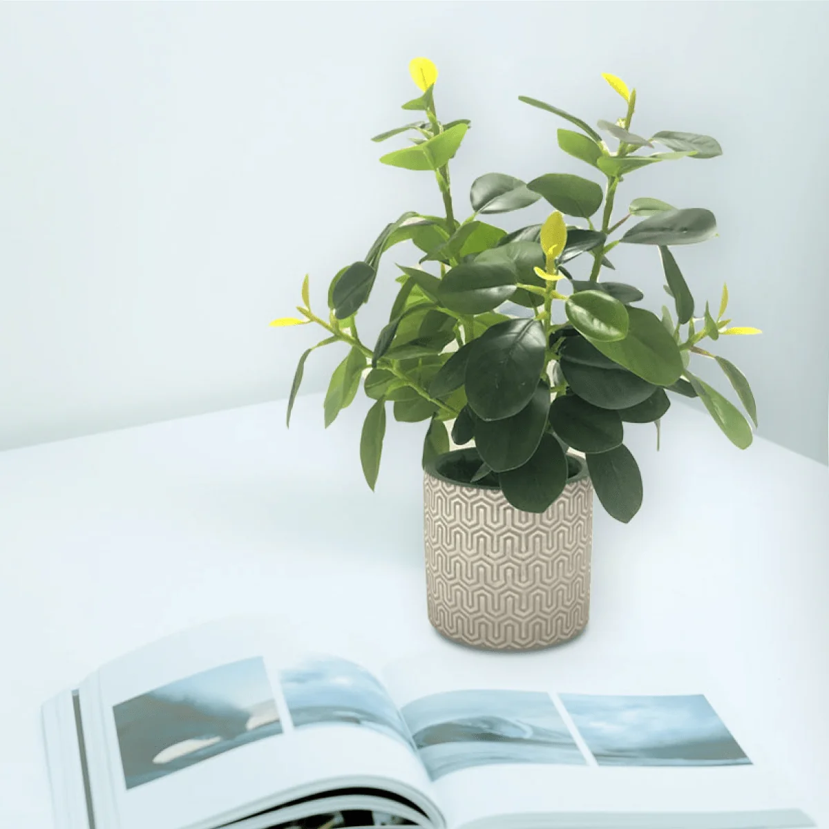 Detailed Plant In Geo Cement Pot White yellow 24 33 Versatile