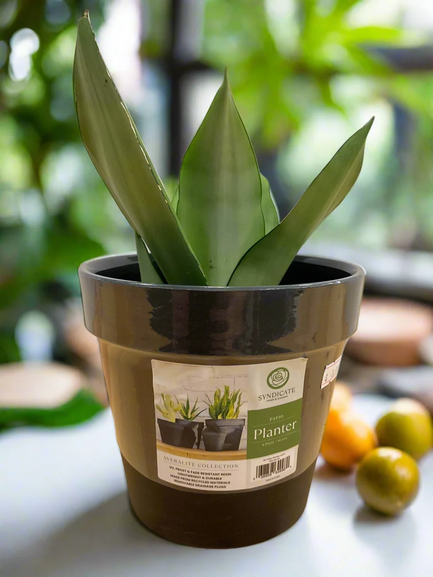 Fashionable AVERLITE PLANTER 6 quot OLIVE Selected