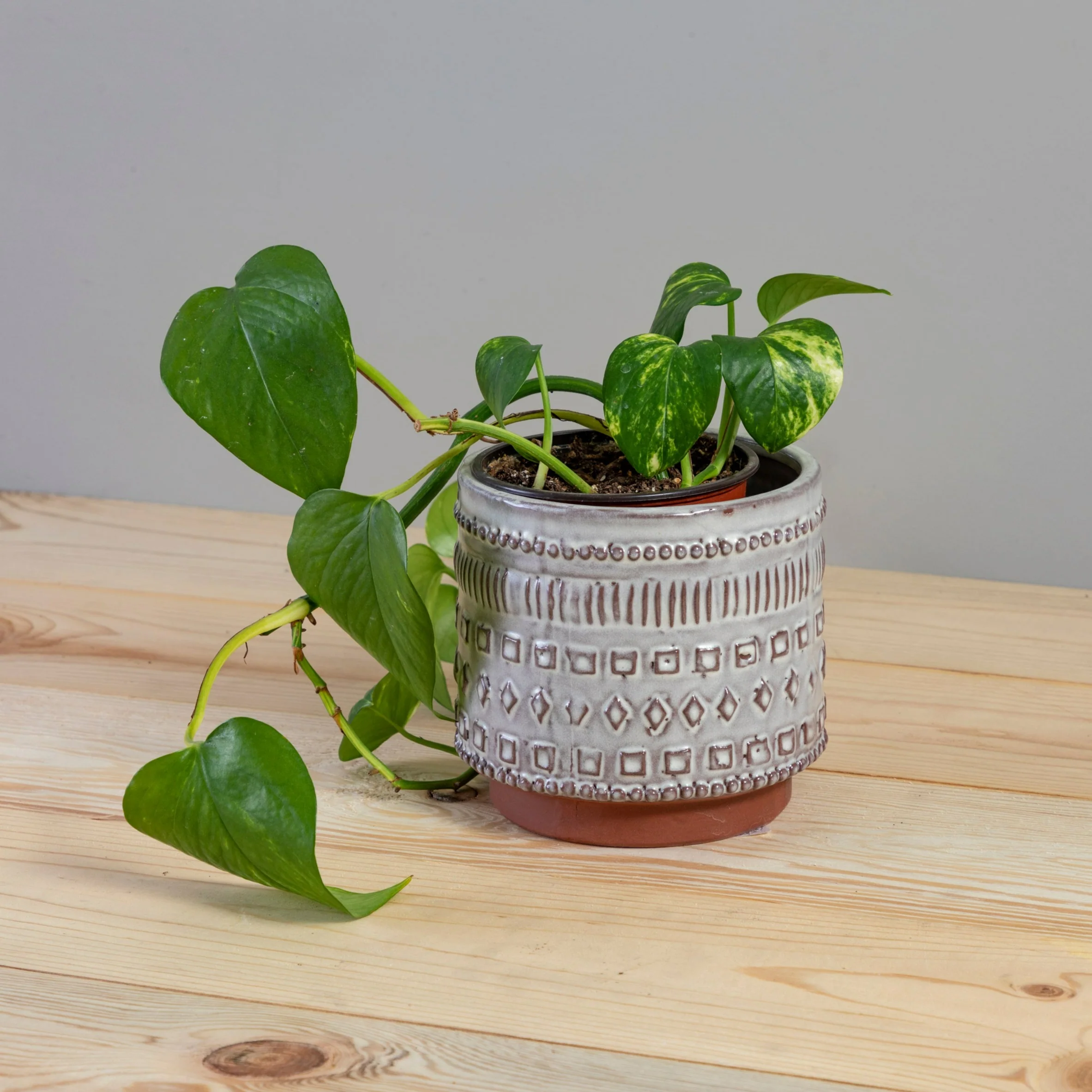 Easy-to-Use Freja Pot Medium High-Quality