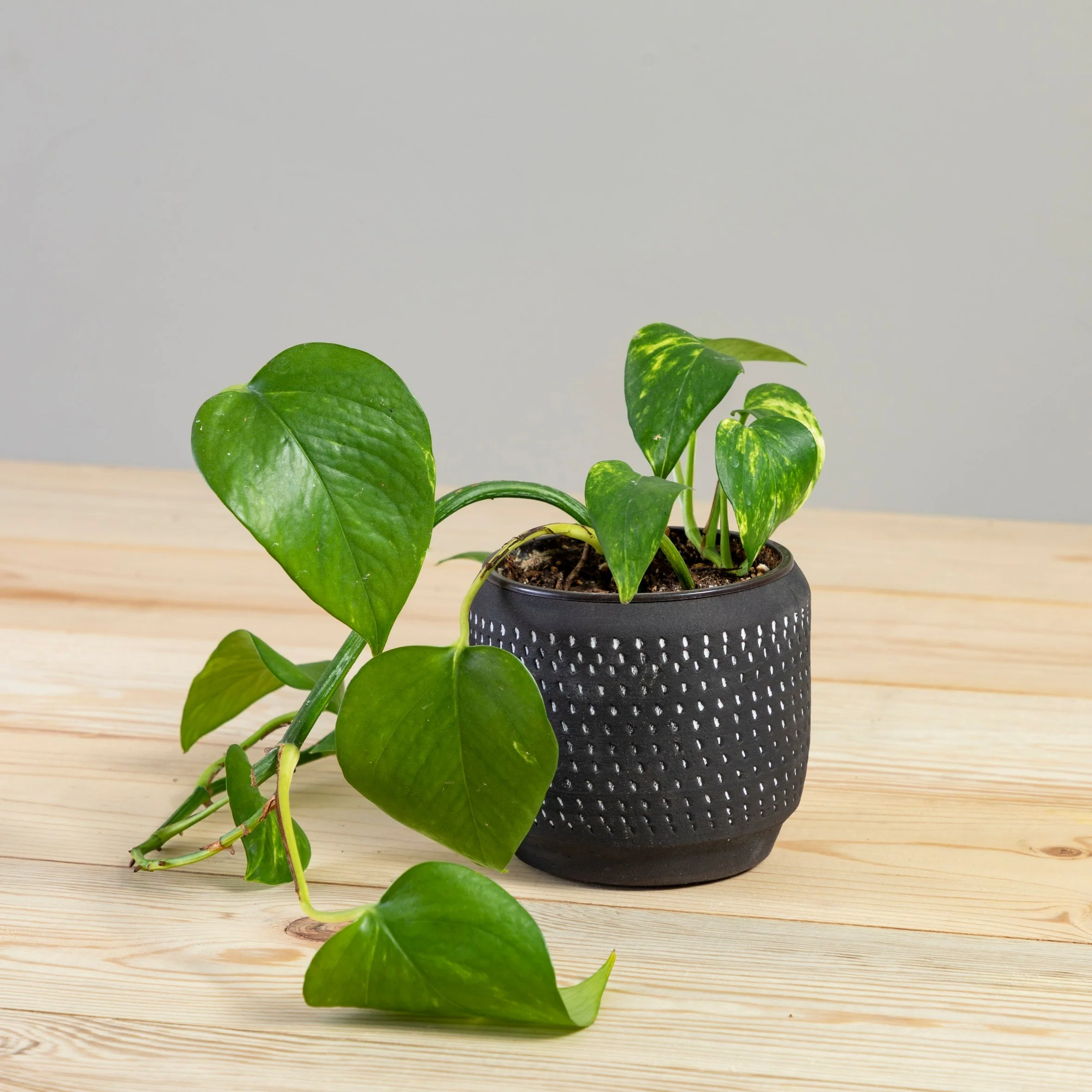 Reliable Delrado Pot Fine Crafted