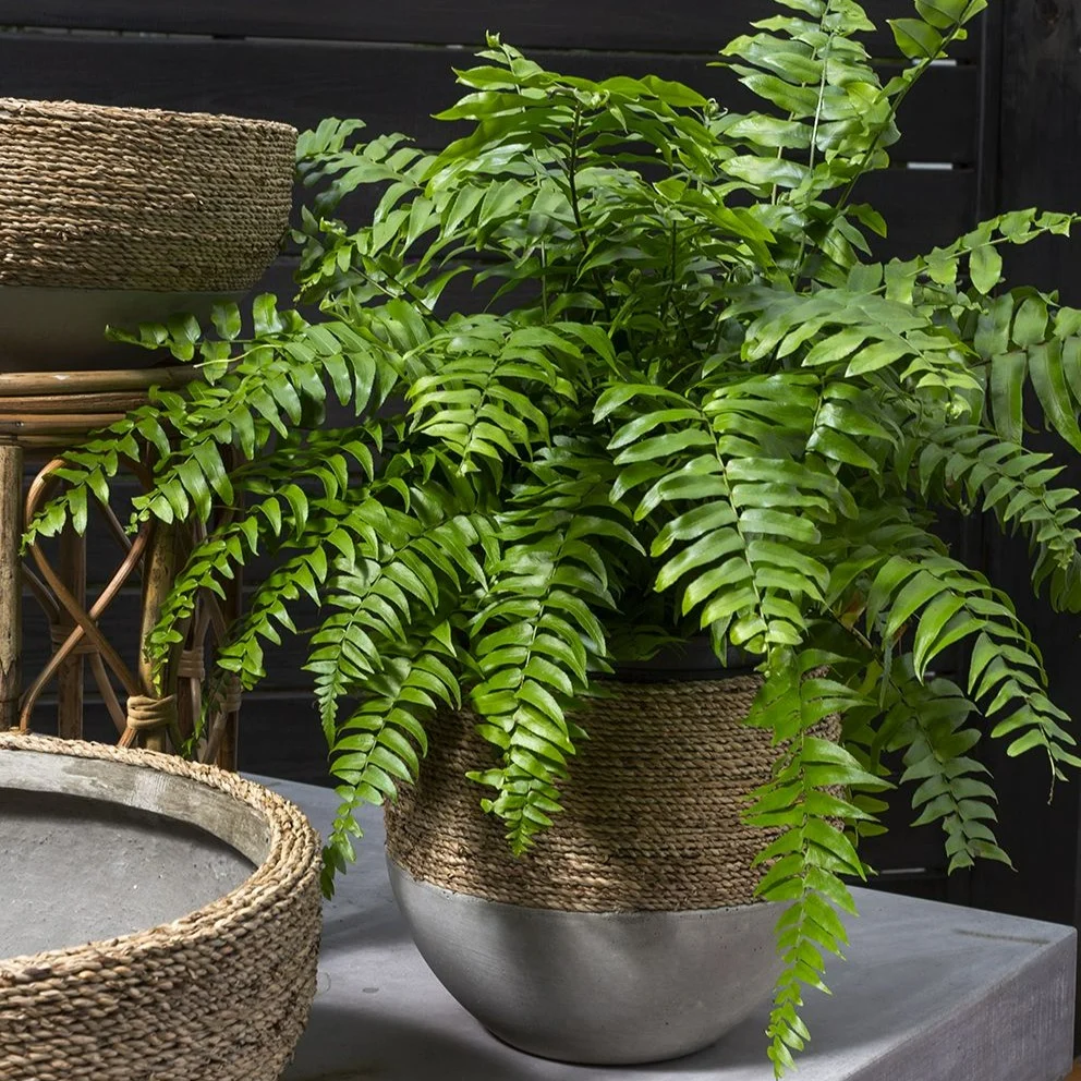 Easy-to-Use Reed Pot Breathable