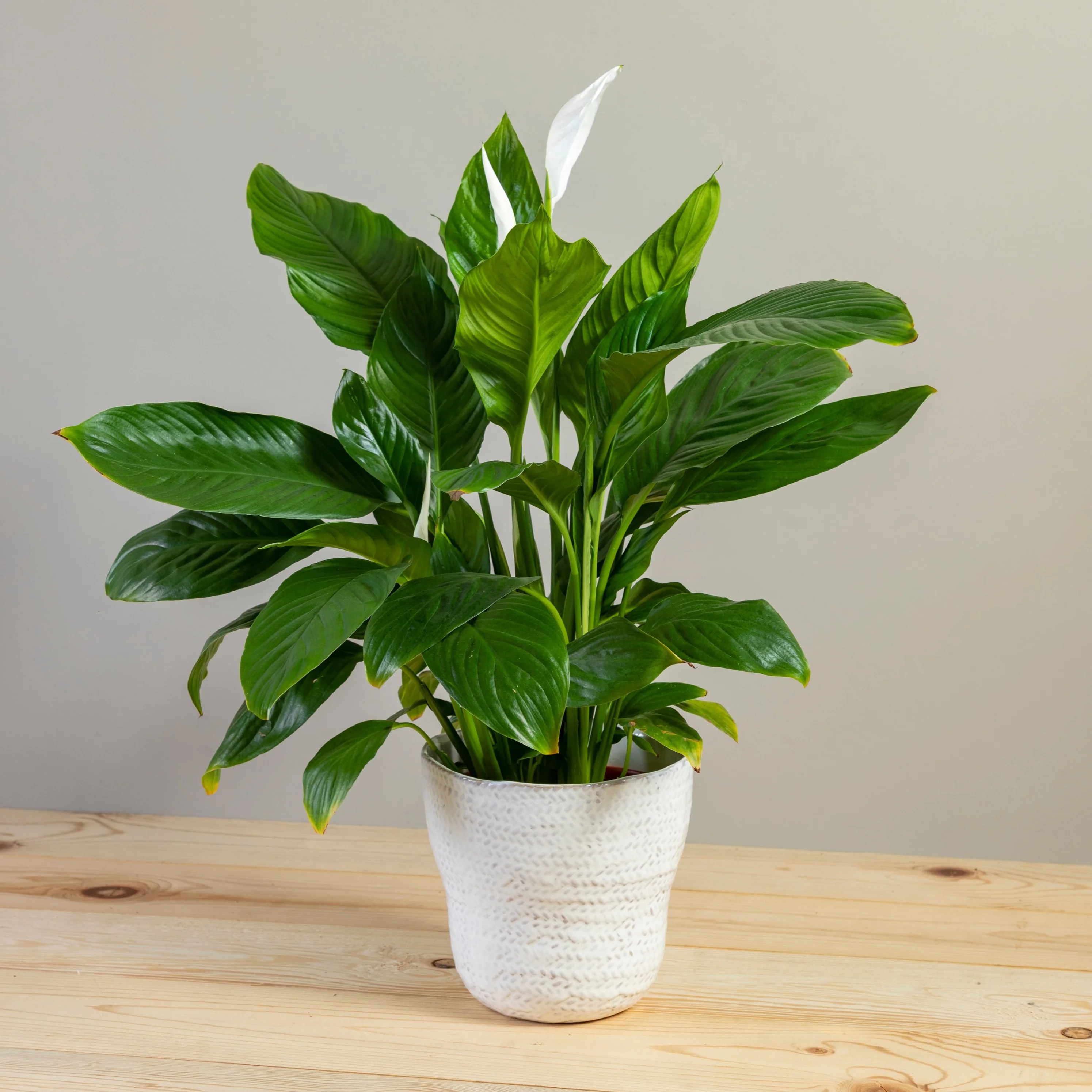 Optimized Amstel Pot Large Organic