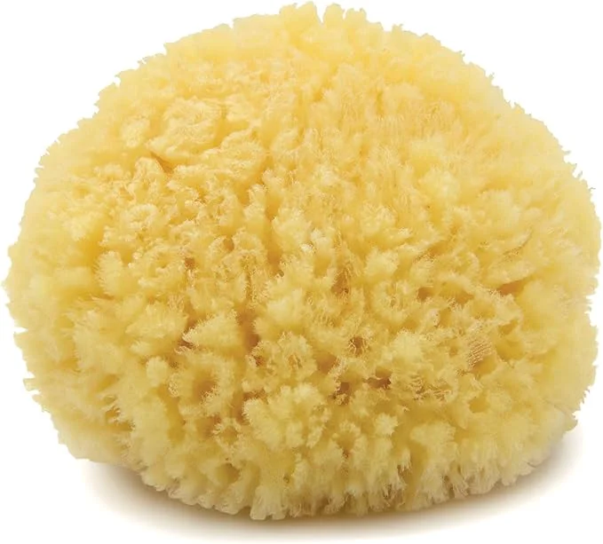 Elegant Neptune Caribbean Sea Sponge Hand Processed Natural Eco-Friendly Bath Sponge Safe