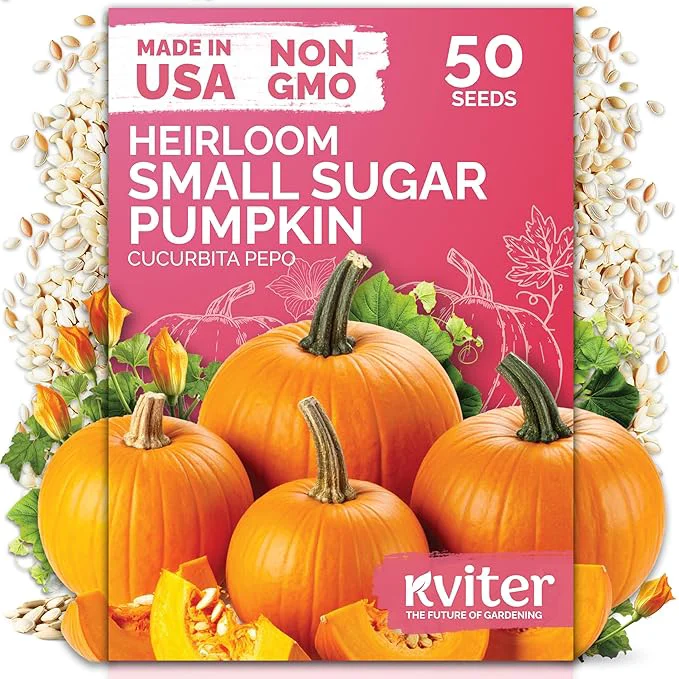 Fine KVITER 50 Sugar Pumpkin Seeds Organic – Small Pumpkin Heirloom Seed Sweet Healthy