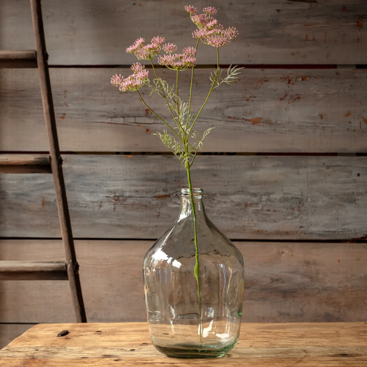 Versatile Wild Queen Annes Lace Blush Fashionable