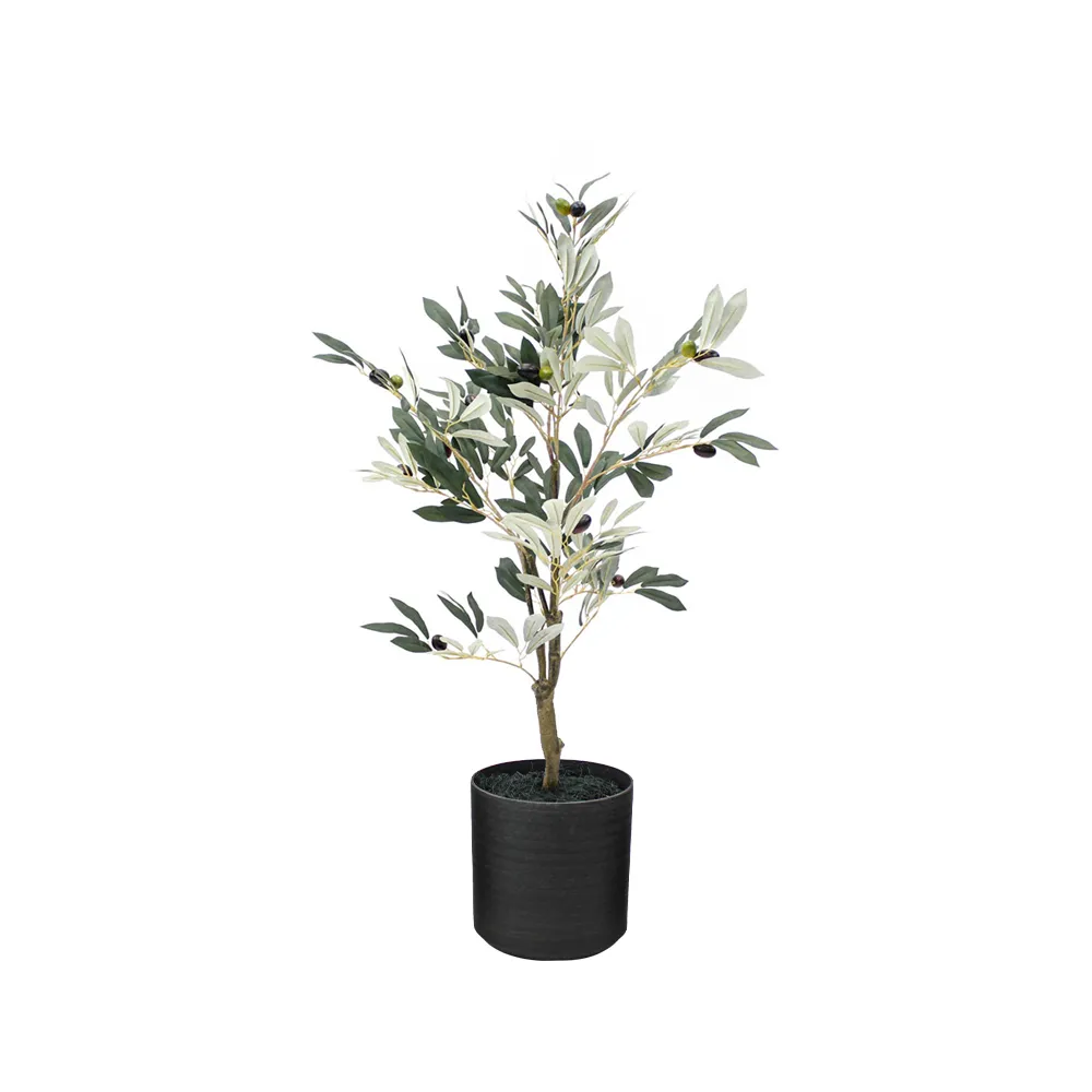 User-Friendly Potted Olive Tree 3ft Selected
