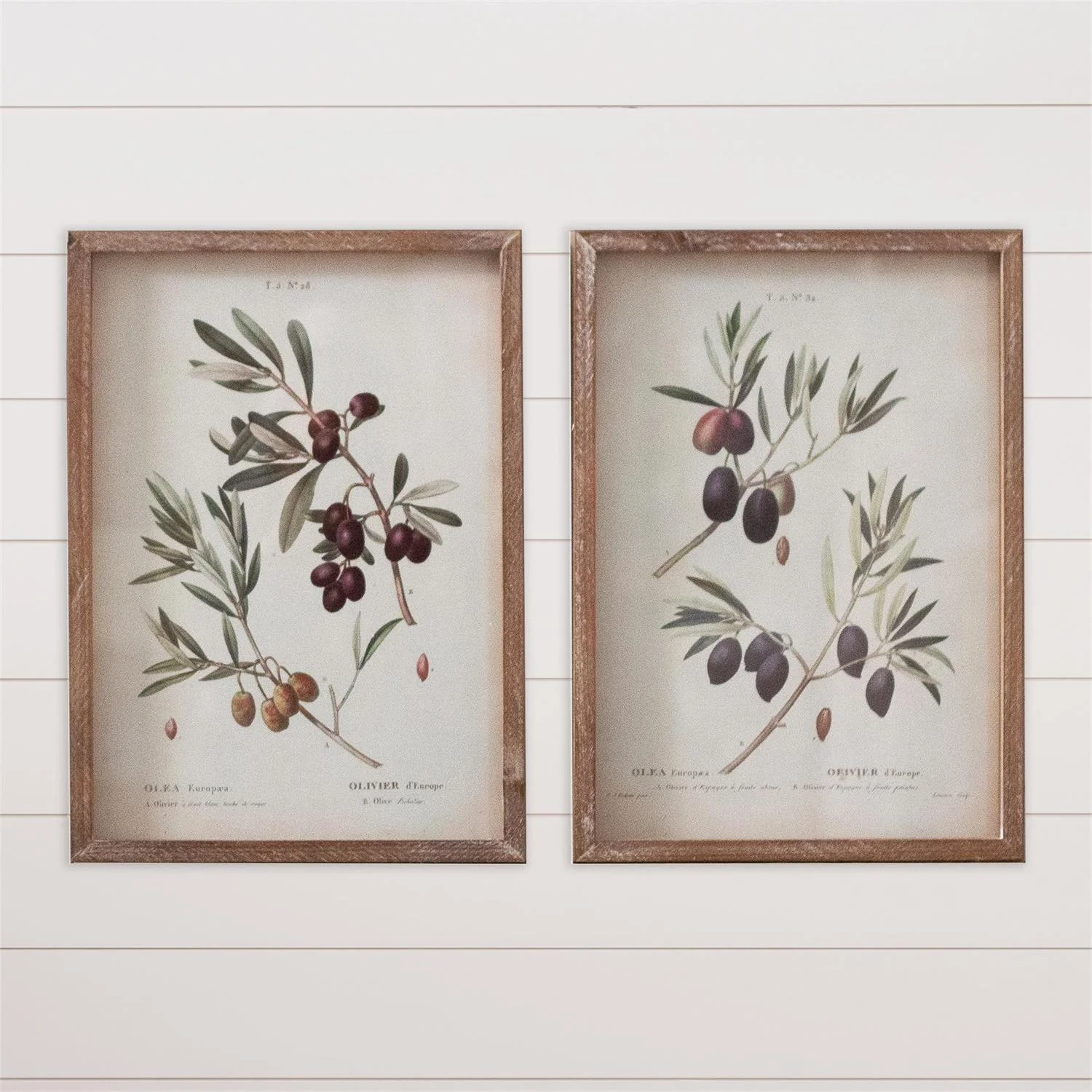 High-Quality Vintage Olive Branch Botanical Framed Print – 16.5 x 12 Excellent