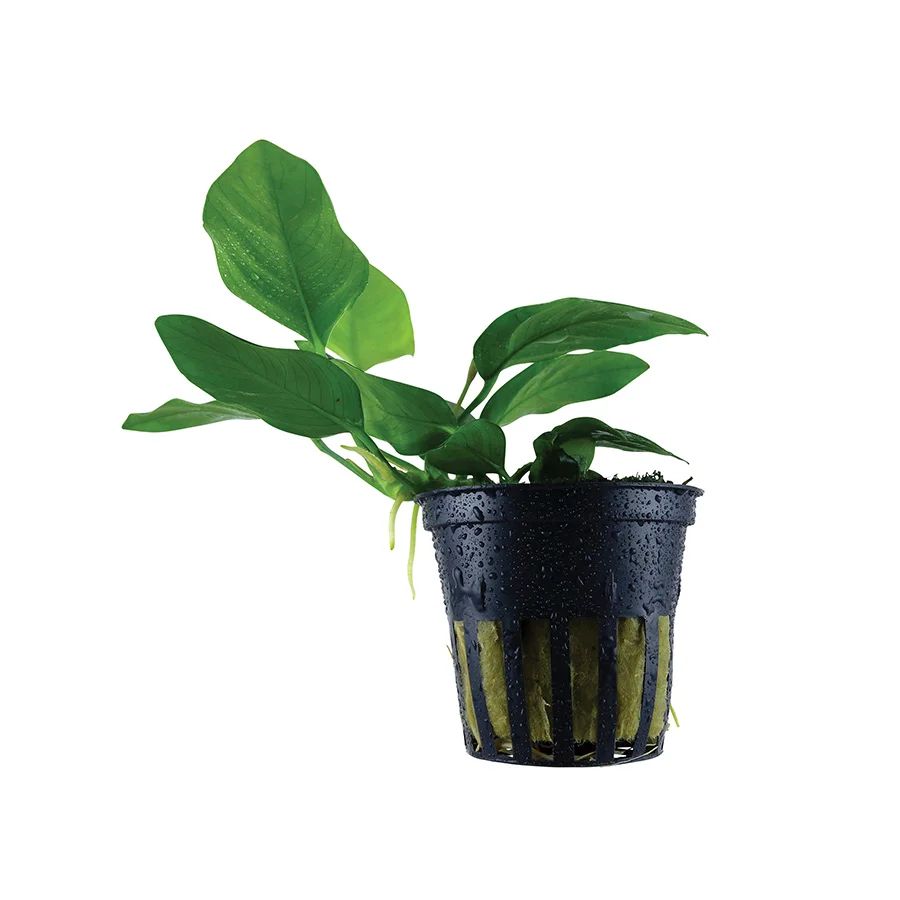 Top-Quality Tropica Anubias Barteri Nana Aquarium Plant High-Quality