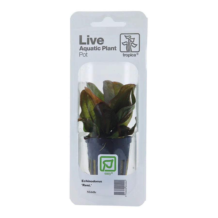 Flexible Tropica Echinodorus x27 Reni x27 Aquarium Plant Environmentally Friendly